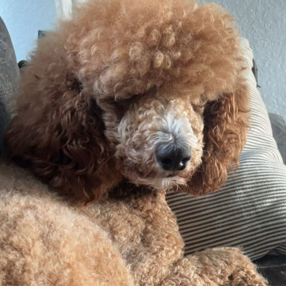 Meet your Posher, Jamie - Picture 2 of 4